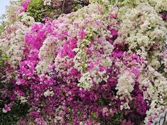 -深圳国际园林花卉博览园