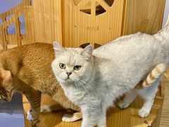 -豆逗聊愈猫阁Easy Life