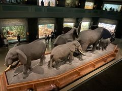 -美国自然历史博物馆