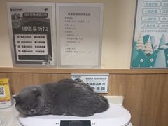 -瑞派宠物医院·24h·骨外科·皮肤科·全科宠物医疗转诊中心(沈阳浑南院)