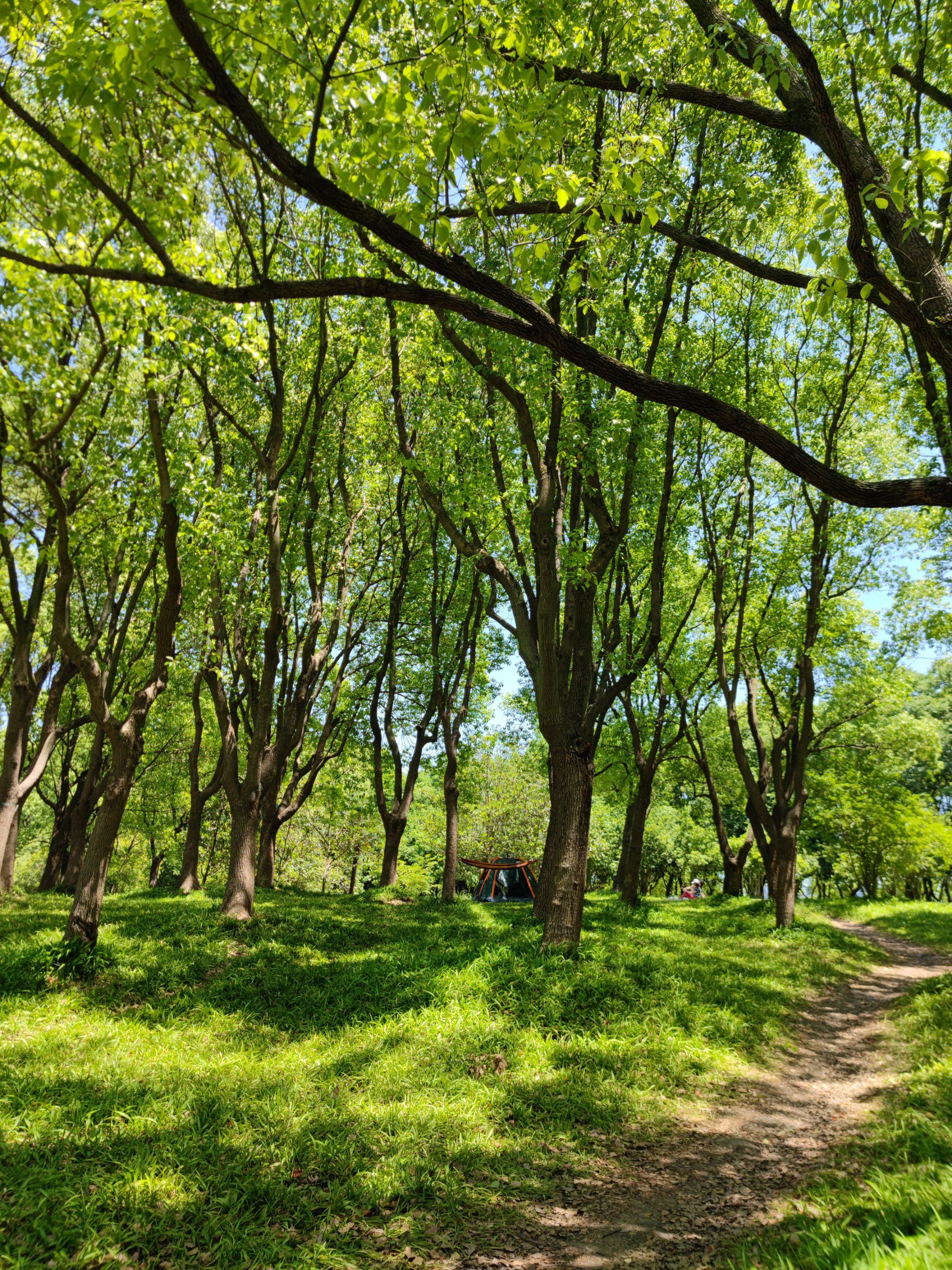 树林里的绿色穿梭