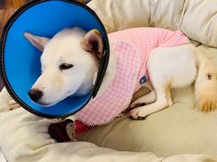 -豆柴町-柴犬主题狗咖(红鼎国际C座店)