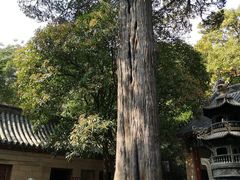 -青岛崂山太清宫