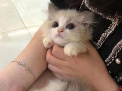 -lincat·猫舍(广州店)
