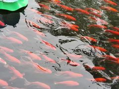 -码头鲜精致威海菜(欧乐坊店)