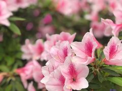 -忆秦园小笼包(惠山古镇总店)