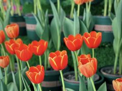 -南通洲际绿博园