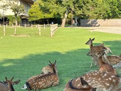 -奈良公园