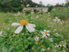 -南宁良凤江国家森林公园