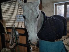 -北京群众马术培训基地