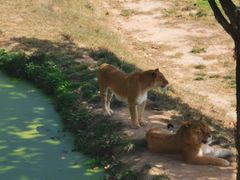 -西霞口神雕山野生动物世界