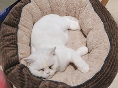 -momokira米努特·德文卷毛猫·棉花面纱犬