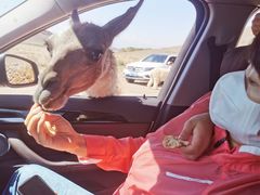 -新疆天山野生动物园