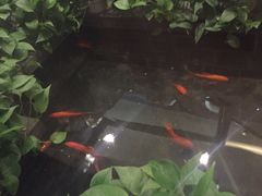 -旺顺阁鱼头泡饼(小红门店)