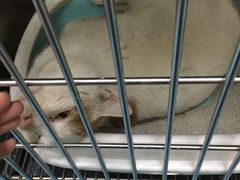 -仁华宠物医院(青羊店)