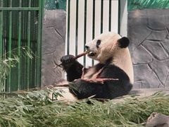 -安吉竹博园