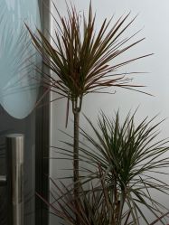 -安那般那皮肤年轻化ANAPANA