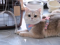 -琪喵猫屋·撸猫猫咖·猫舍