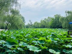 -溱湖国家湿地公园