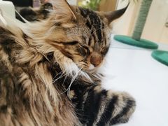 -COLOR PETS 撸猫馆·购猫·猫咖(长风大悦城店)