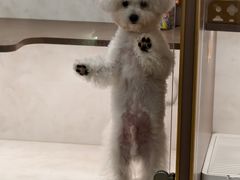 -翊宠yipet猫狗购宠庄园犬舍•猫舍