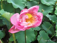 -陈家山荷花公园