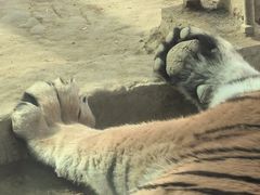 -栾川竹海野生动物园