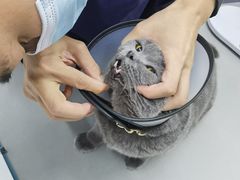 -爱侣宠医·鹦鹉专科·小型哺乳类·异宠专科(灵石路店)