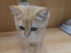 -爱洗澡的猫(天河路店)