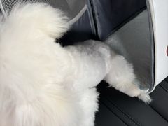 -帕帕拉兹宠物(亚洲旗舰店)