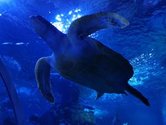 -多彩贵州城极地海洋世界