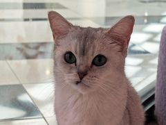 -三花喵·撸猫购宠·宠物生活馆(虹桥南丰城店)