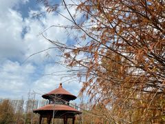 -五缘湾湿地公园