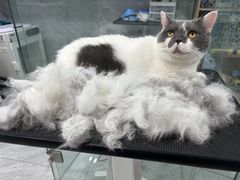 -老吴的猫·猫舍(新区店)