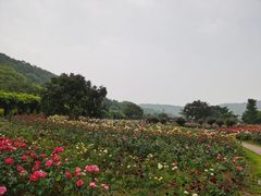 -龙寺生态园