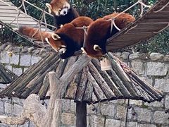 -上海野生动物园