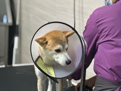 -宠颐生斯嘉宠物医院·急重症·心内科(谷阳北路分院)
