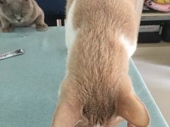 -鼓捣猫呢主题猫咖店