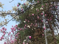 -铁山坪森林公园