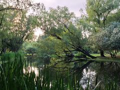 -上海共青森林公园