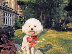 -超宠爱宠物摄影-Super pet