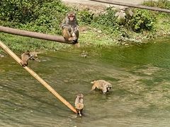 -西双版纳原始森林公园