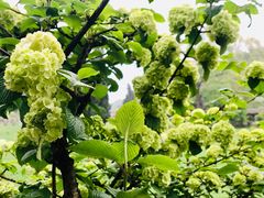 -贵州省植物园