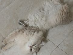 -宠颐生宠物医院·骨外科·犬猫全科诊疗中心(池州店)