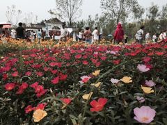 -武清南湖绿博园