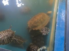 -上海大自然野生昆虫馆(东方明珠·爬宠昆虫探索中心)