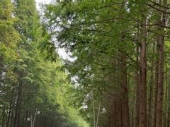 -渡海小渔村.老辈日照菜