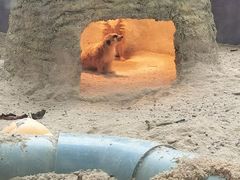 -深圳野生动物园