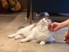 -咖法森林·咖啡  酒吧(天河店)