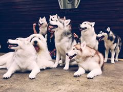 -TrueLove @ Neverland (Husky Cafe)